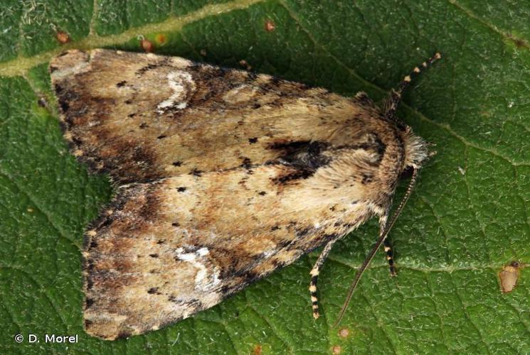 Noctuelle mignonne (La) (Apamea scolopacina) © D. Morel