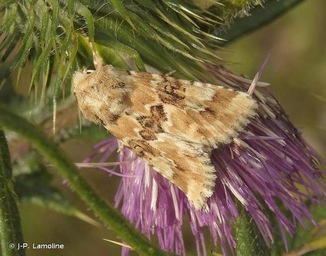 Noctuelle jaunâtre (La) (Eremobia ochroleuca) © J-P. Lamoline