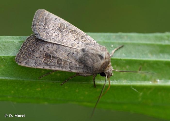Ambiguë (L') (Hoplodrina ambigua) &copy; D. Morel