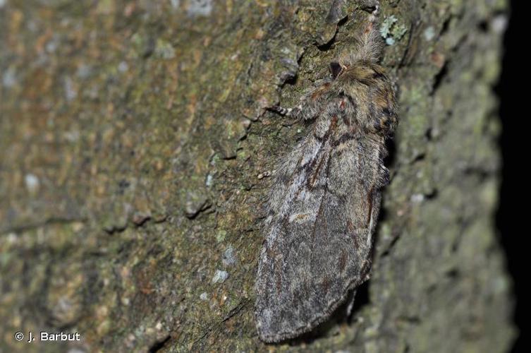 Timide (La) (Peridea anceps) © J. Barbut