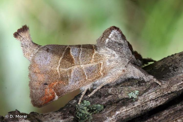 Hausse-Queue brune (La) (Clostera pigra) © D. Morel