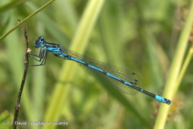 Agrion joli (Coenagrion pulchellum) © J. David - Bretagne Vivante