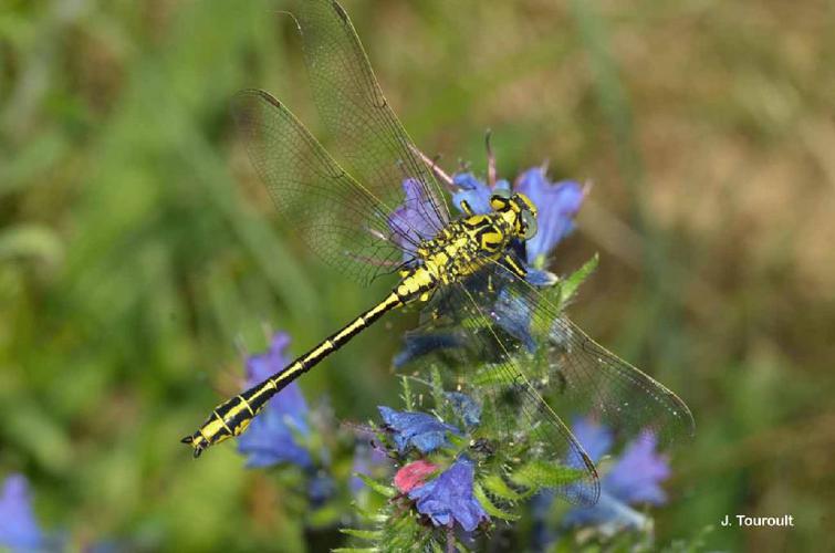 Gomphe semblable (Le) (Gomphus simillimus) © J. Touroult