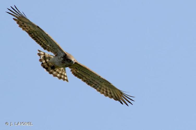 Circaète Jean-le-Blanc (Circaetus gallicus) © J. LAIGNEL