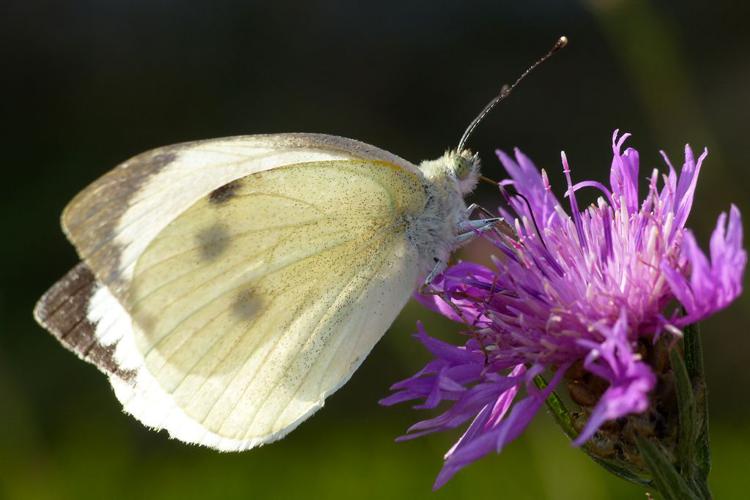 Piéride du chou (Pieris brassicae) © Morvan Debroize