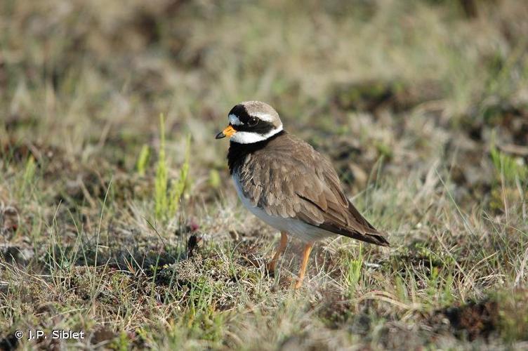 Grand Gravelot (Charadrius hiaticula) © J.P. Siblet