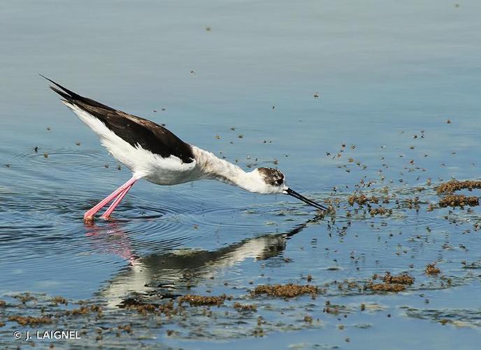 Echasse blanche (Himantopus himantopus) © J. LAIGNEL