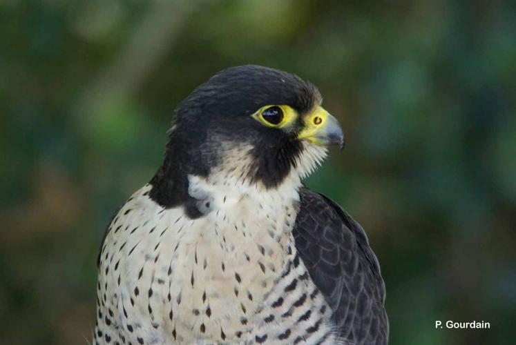 Faucon pèlerin (Falco peregrinus) © P. Gourdain