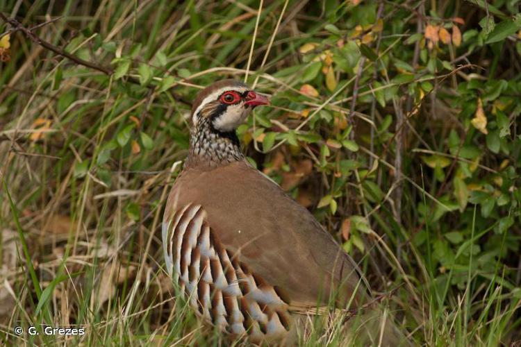 Perdrix rouge (Alectoris rufa) © G. Grezes