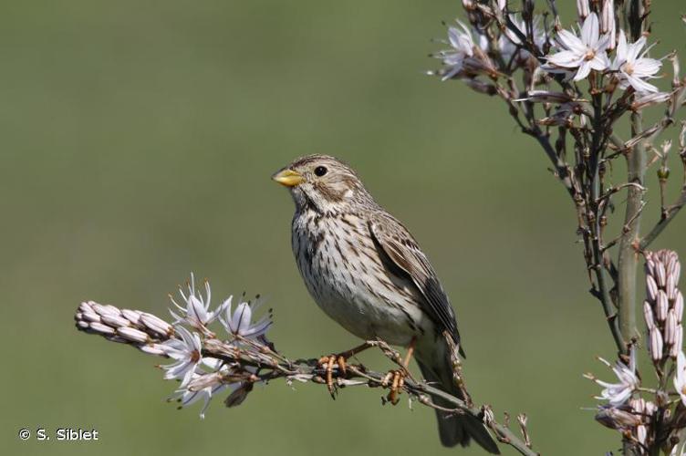 Bruant proyer (Emberiza calandra) © S. Siblet