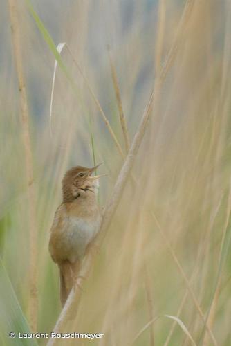 Locustelle luscinioïde (Locustella luscinioides) © Laurent Rouschmeyer