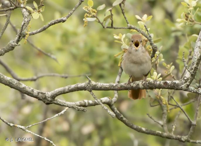 Rossignol philomèle (Luscinia megarhynchos) © J. LAIGNEL