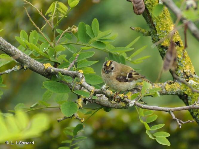 Roitelet huppé (Regulus regulus) © L. Léonard