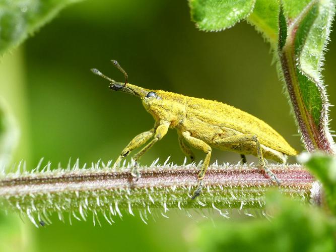 Lixus iridis © Morvan Debroize