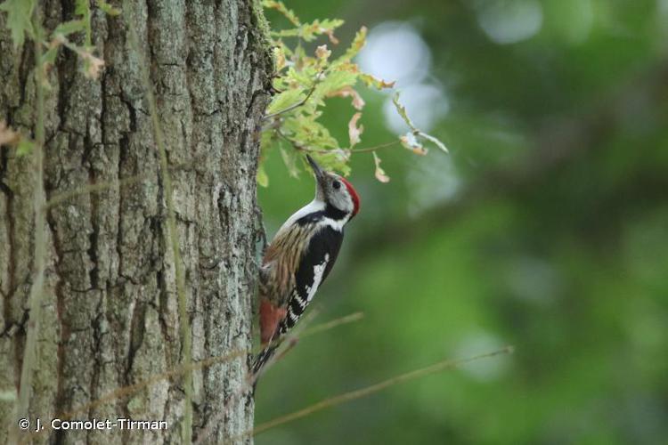 Pic mar (Dendrocopos medius) © J. Comolet-Tirman