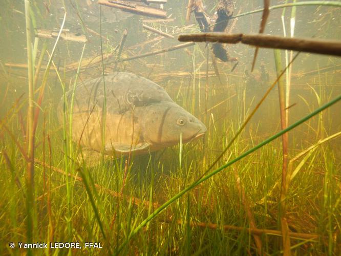 Carpe commune (Cyprinus carpio) © Yannick LEDORÉ, FFAL