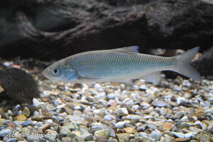 Vandoise (Leuciscus leuciscus) © G. Denys (MNHN)