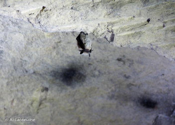 Murin à moustaches (Myotis mystacinus) © A. Lacoeuilhe