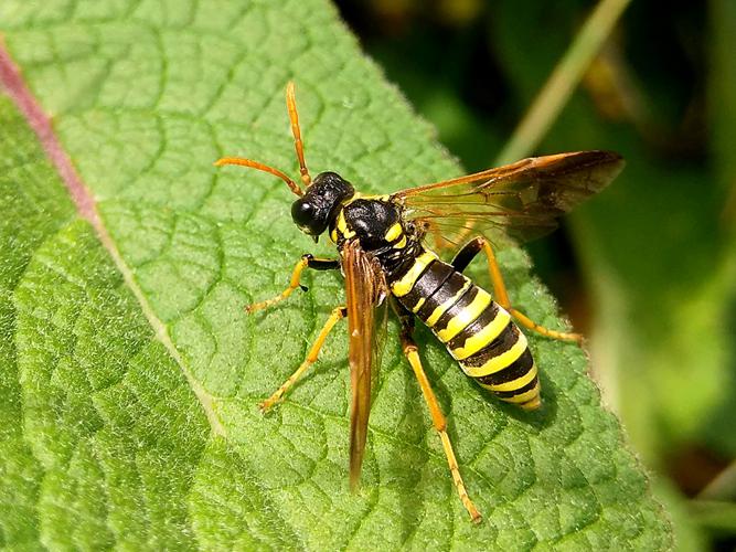 Tenthrède de la Scrofulaire (Tenthredo scrophulariae) © Sylvain Montagner