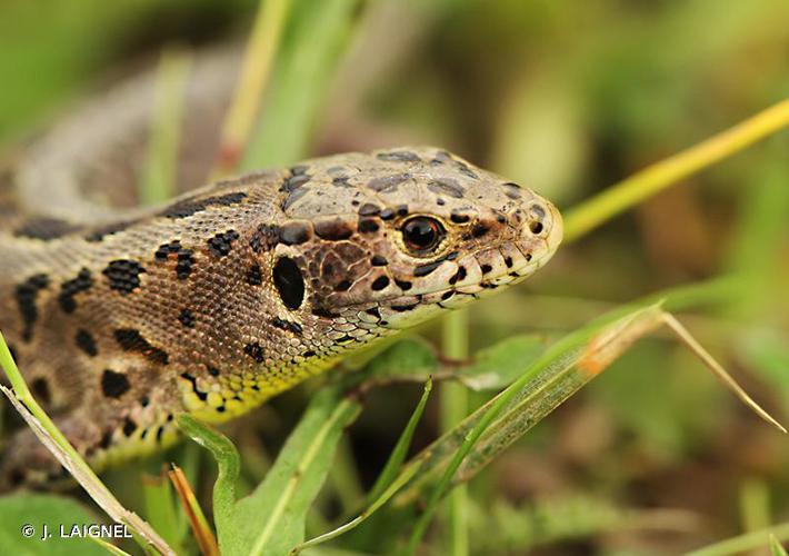 Lézard des souches (Lacerta agilis) © J. LAIGNEL