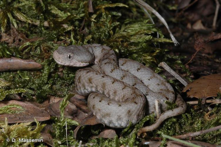 Vipère aspic (Vipera aspis) © D. Massemin