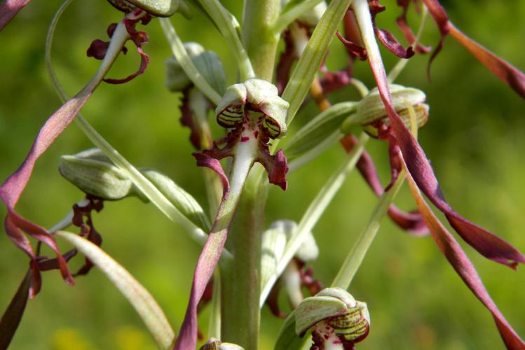 Orchis bouc (Himantoglossum hircinum) © Morvan Debroize