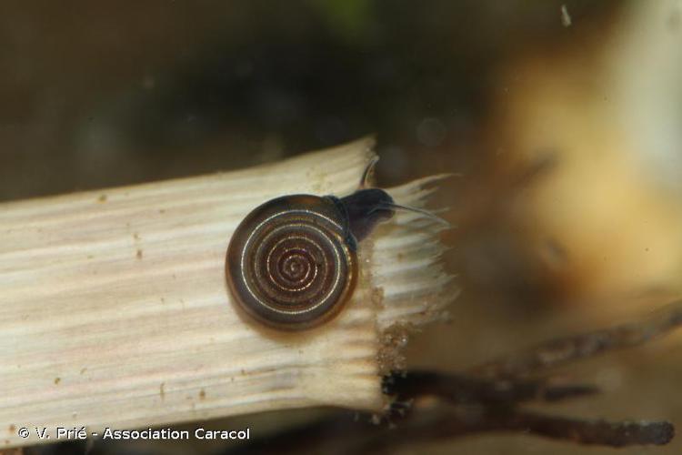 Planorbe ombiliquée (Bathyomphalus contortus) © V. Prié - Association Caracol