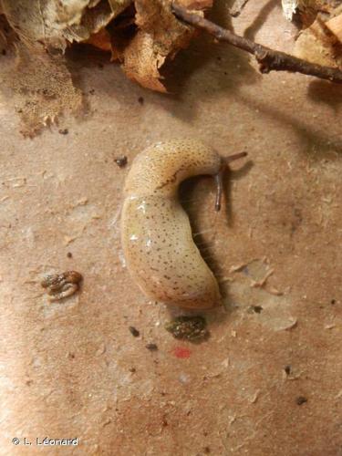 Pseudolimace chagrinée (Tandonia rustica) © L. Léonard