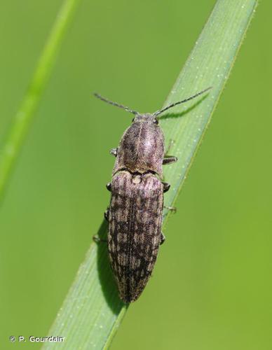 Actenicerus sjaelandicus © P. Gourdain