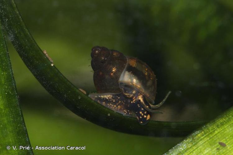 Bithynie commune (Bythinia tentaculata) © V. Prié - Association Caracol