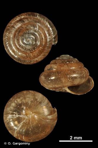 Conule des bois (Euconulus fulvus) © O. Gargominy