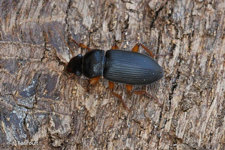 Pseudoophonus rufipes © J. Touroult