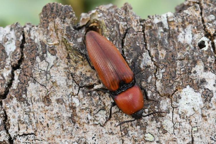 Elater ferrugineus ferrugineus © J. Touroult