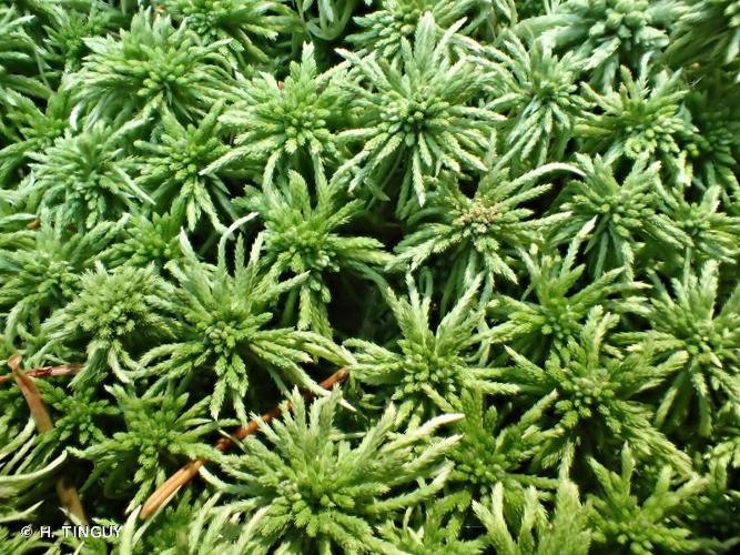 Sphagnum girgensohnii © H. TINGUY