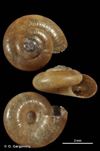 Petite luisantine (Aegopinella pura) © O. Gargominy