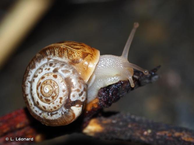 Petit moine (Monacha cartusiana) © L. Léonard