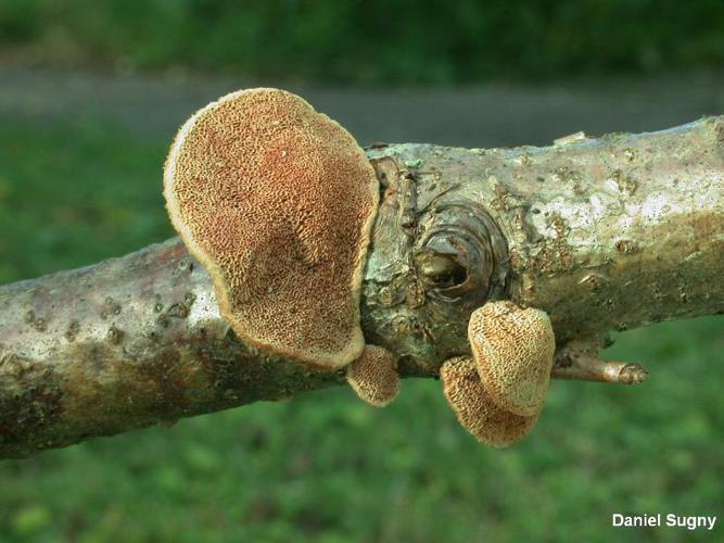 Polypore rutilant (Hapalopilus rutilans) © D. Sugny