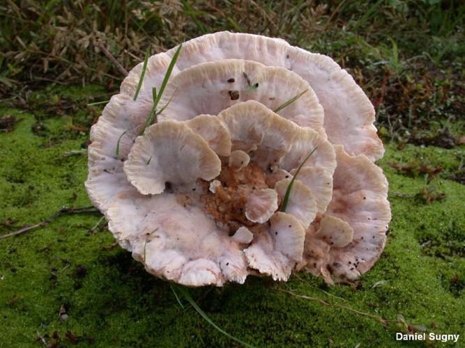 Polypore bisannuel (Abortiporus biennis) © D. Sugny