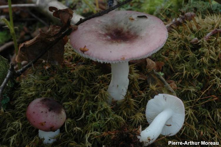 Russule fragile (Russula fragilis) © PA. Moreau