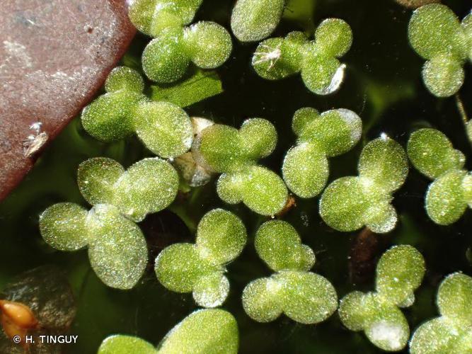 Lentille d'eau minuscule (Lemna minuta) © H. TINGUY