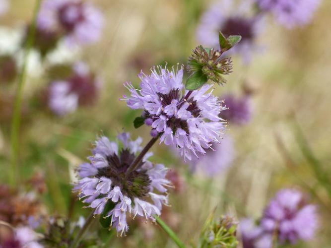 Menthe pouliot (Mentha pulegium) © Morvan Debroize