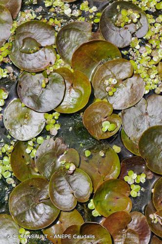 Hydrocharis morène (Hydrocharis morsus-ranae) © E. SANSAULT - ANEPE Caudalis