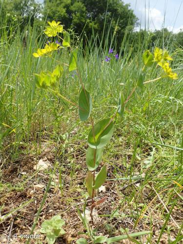 Buplèvre à feuilles rondes (Bupleurum rotundifolium) © H. TINGUY