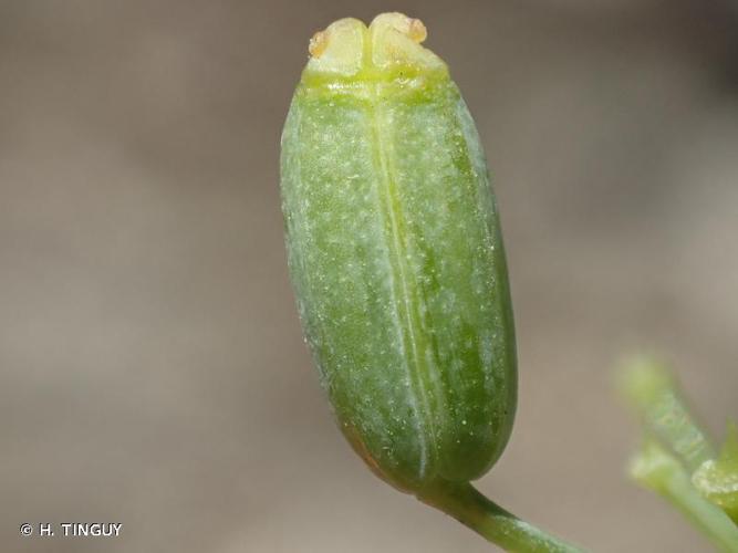 Fenouil commun (Foeniculum vulgare) © H. TINGUY