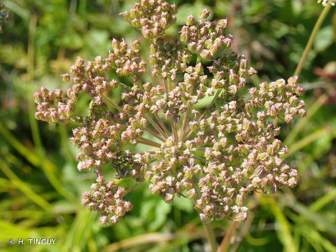 Sélin à feuilles de carvi (Selinum carvifolia) © H. TINGUY