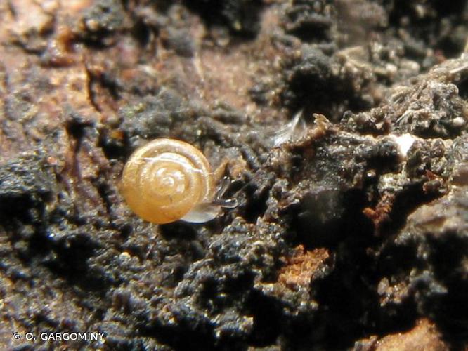 Escargotin minuscule (Punctum pygmaeum) © O. Gargominy