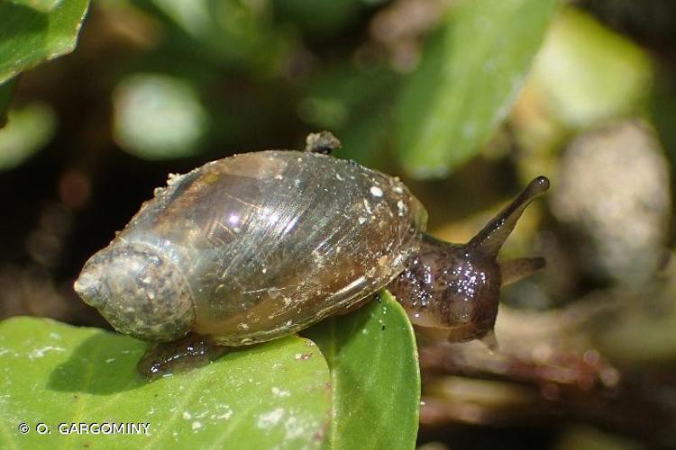 Ambrette élégante (Oxyloma elegans elegans) © O. Gargominy