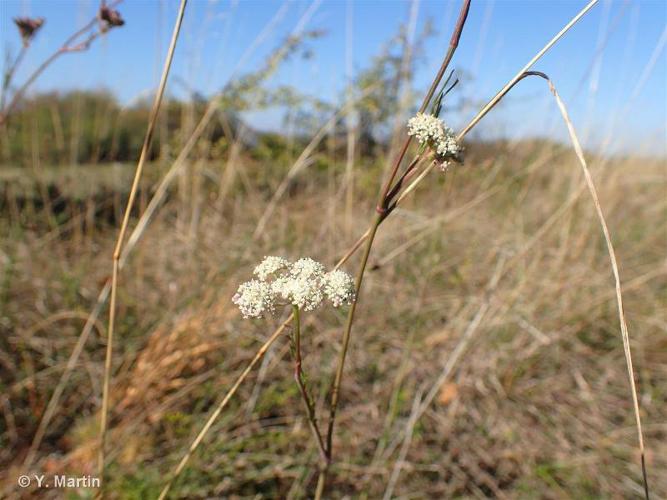 Séséli des montagnes (Seseli montanum subsp. montanum) © Y. Martin