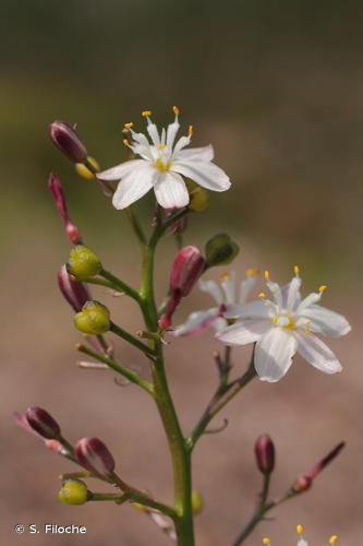 Simethis à feuilles aplaties (Simethis mattiazzii) © S. Filoche