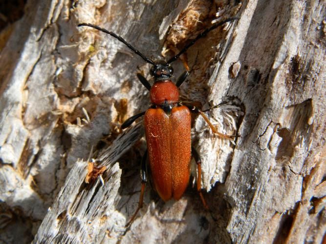 Lepture rouge (Stictoleptura rubra), femelle © Morvan Debroize